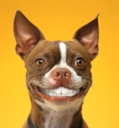 fake smile dog